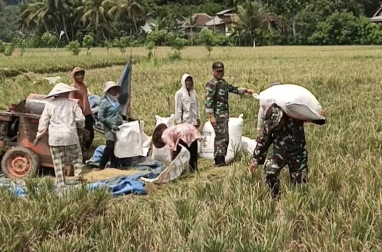 anggota Satuan Tugas (Satgas) TNI Manunggal Membangun Desa (TMMD) ke-126 terlihat menyatu dengan warga, bahu-membahu membantu proses dores padi